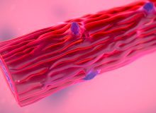 Ontwikkeling van de muscle-on-a-chip