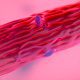 Excentrisch trainen in het 3D-muscle-on-a-chip model