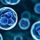 De rol van complement in immuun-gemedieerde neuropathieën