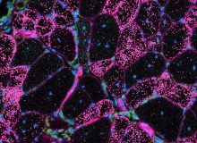 Hoeveel dystrofine is genoeg?